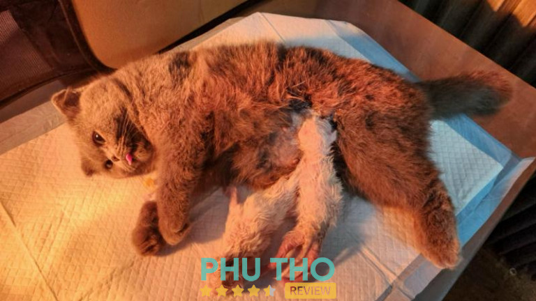 Phòng Khám Thú Y Funpet Việt Trì