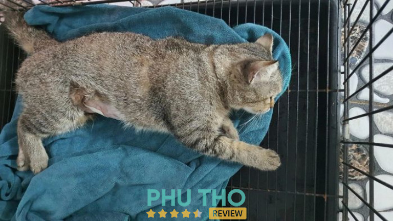 Phòng khám thú y ANPET Việt Trì