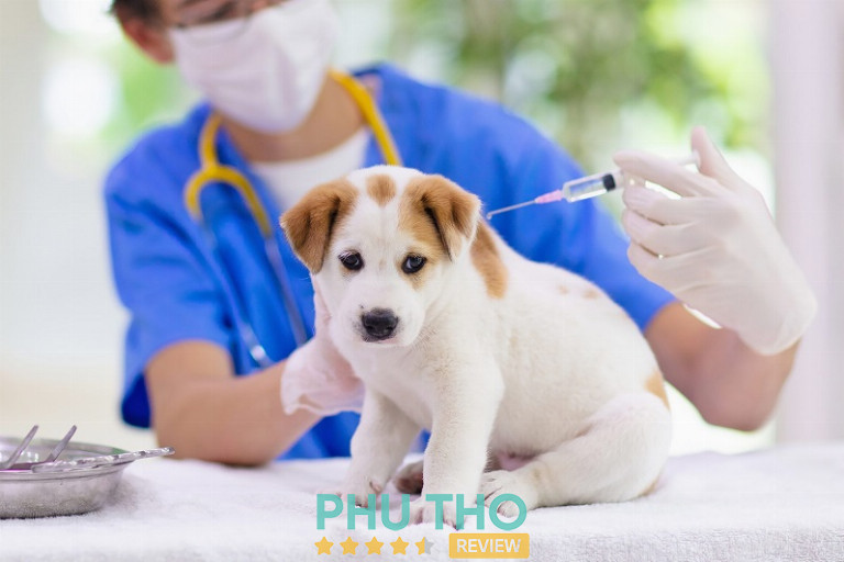 Phòng khám thú y ANPET Việt Trì