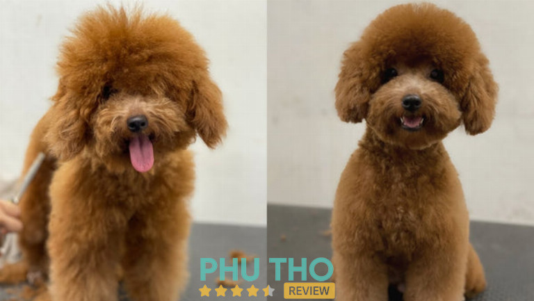 Phòng khám thú y ANPET Việt Trì